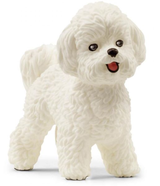 SHL13963 - Bichon Frisé - 1