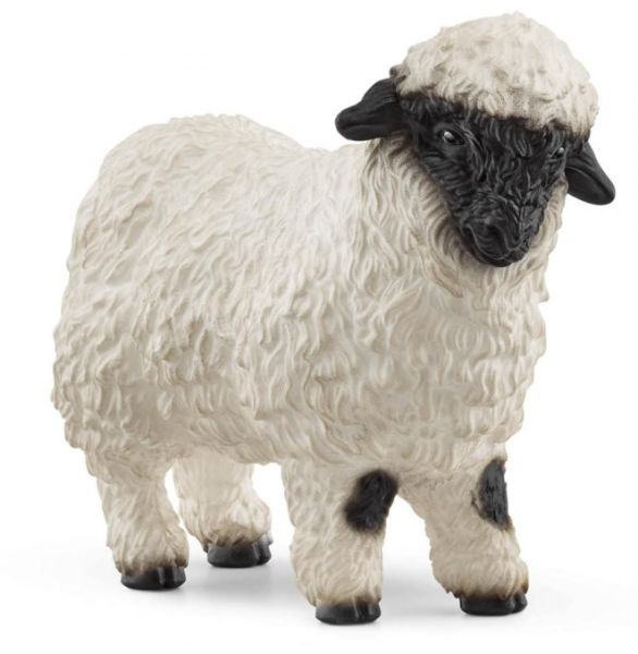 SHL13965 - Mouton Nez Noir - 1