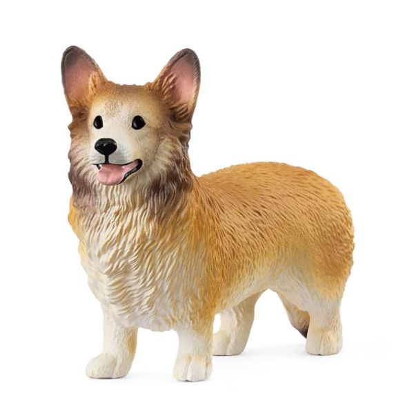 SHL13999 - Chien Welsh Corgi - 1