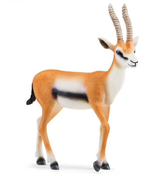 SHL14861 - Gazelle de Thomson - 1