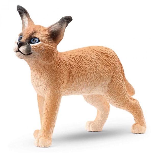 SHL14868 - Jeune Caracal - 1