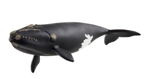 SHL14878 - Baleine de l'Atlantique - 1