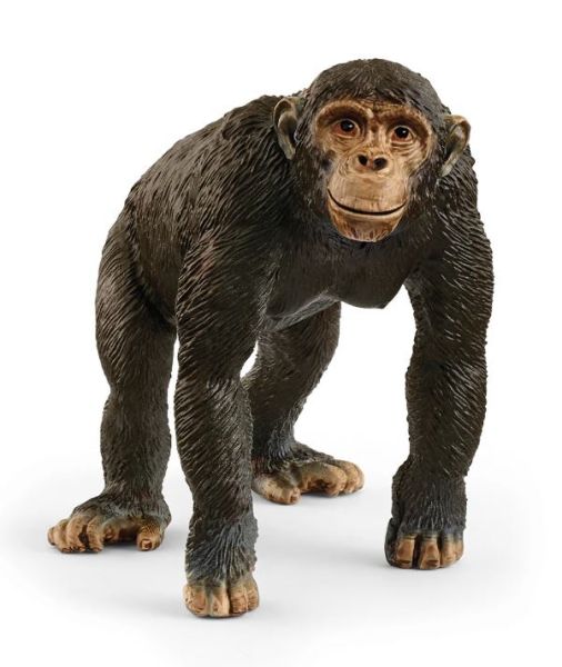 SHL14883 - Chimpanzé - 1