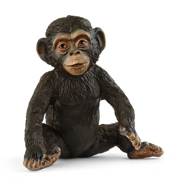 SHL14884 - Jeune Chimpanzé - 1