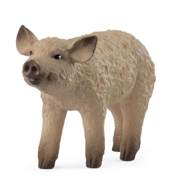 SHL14893 - Porcelet Mangalica - 1