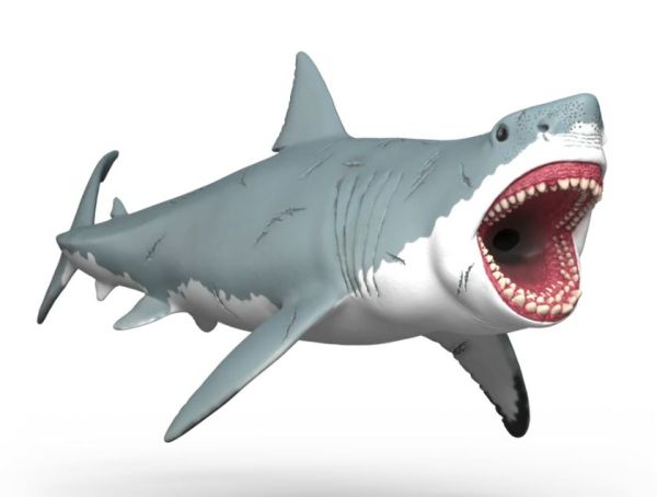 SHL15055 - Mégalodon - 1