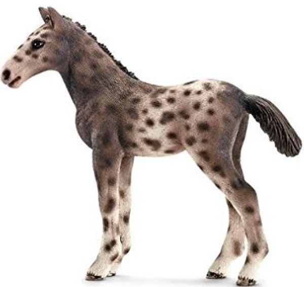 SHL13760 - Poulain Knabstrupper - 1