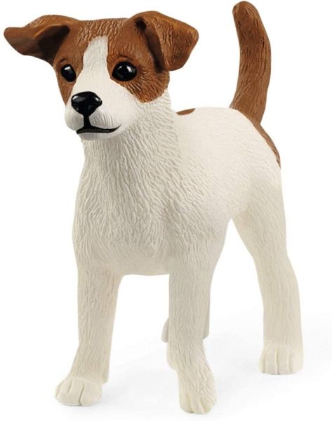 SHL13916 - Jack Russel Terrier - 1