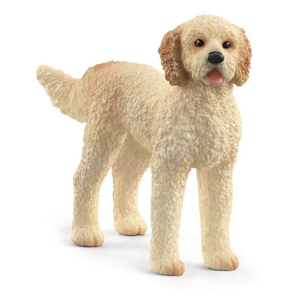 SHL13939 - Chien Goldendoodle - 1