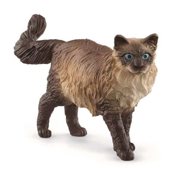 SHL13940 - Chat Ragdoll - 1