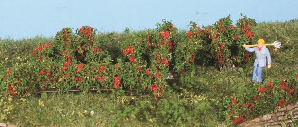 HEK19125 - 10 haies et buissons de roses 0.7 à 3 cm - 1