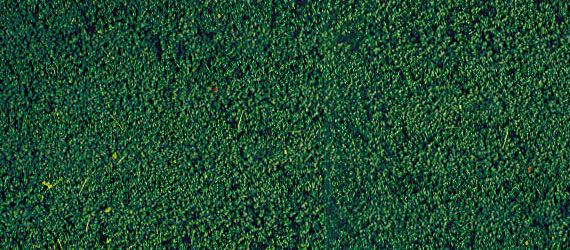 HEK1603 - Mousse de flocage vert pin 14x28 cm - 1