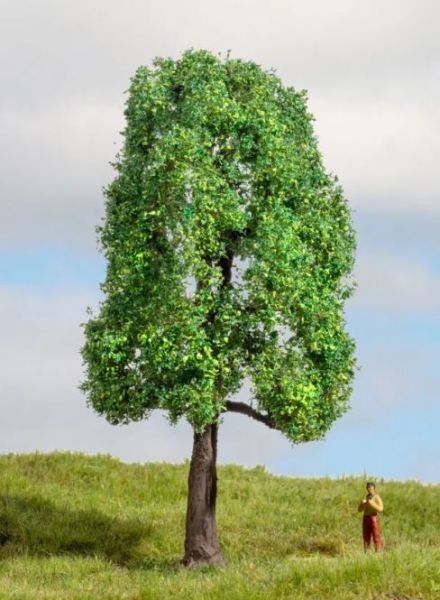 NOC20101 - Frêne 13 cm - 1