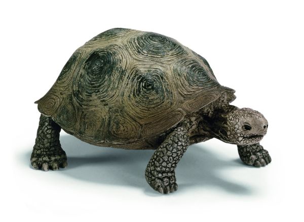 SHL14601 - Tortue géante - 1