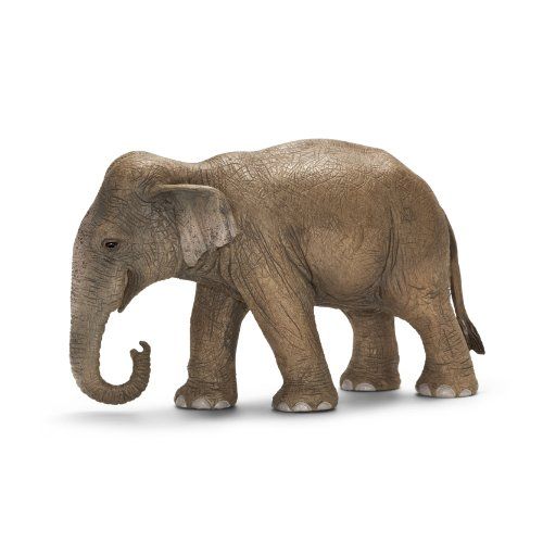 SHL14654 - Eléphant d'Asie femelle - 1