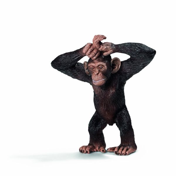 SHL14680 - Jeune chimpanzé - 1