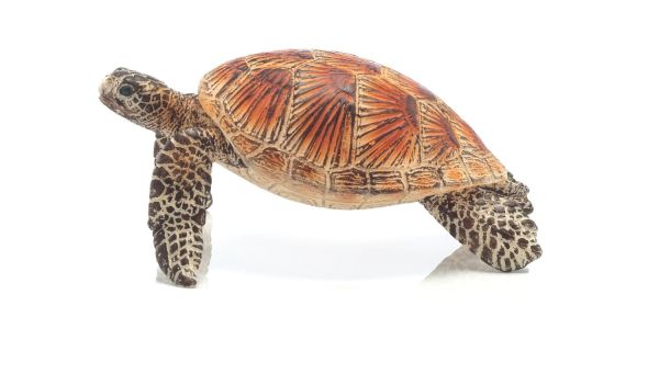 SHL14695 - Tortue de mer - 1