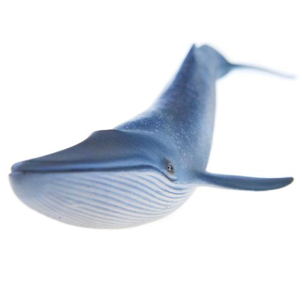SHL14696 - Baleine bleue - 1
