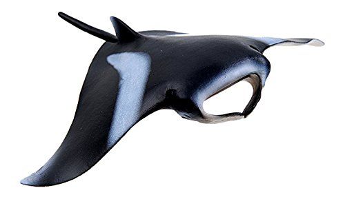 SHL14698 - Raie manta - 1