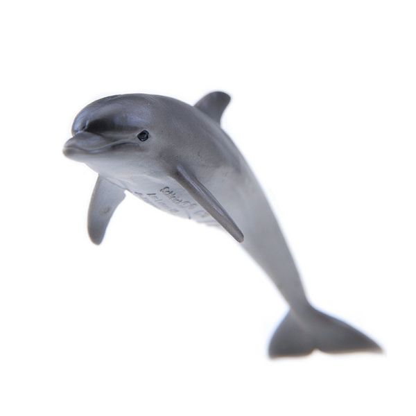 SHL14699 - Dauphin - 1