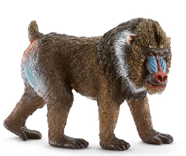 SHL14715 - Mandrill, mâle - 1