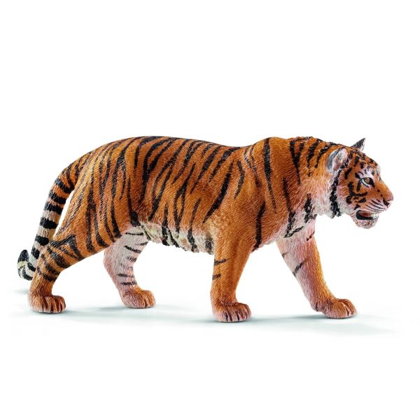 SHL14729 - Tigre du Bengale mâle - 1