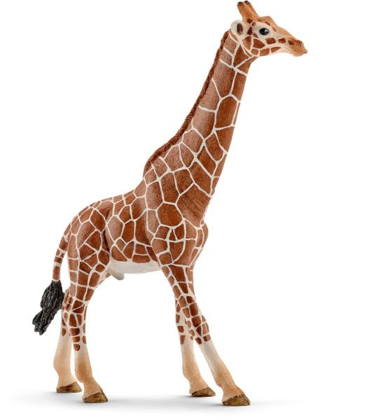 SHL14749 - Girafe mâle - 1