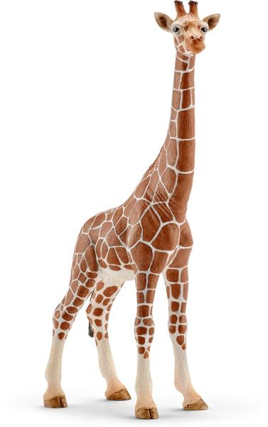 SHL14750 - Girafe femelle - 1