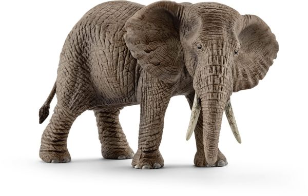 SHL14761 - Éléphant d'Afrique femelle - 1