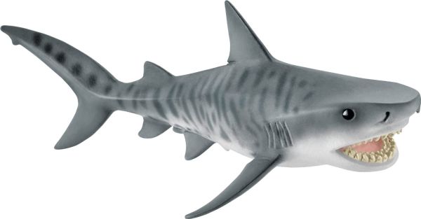 SHL14765 - Requin tigre - 1
