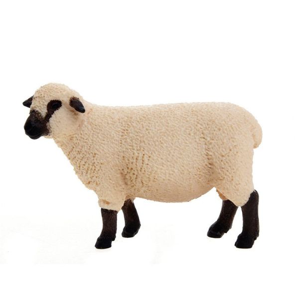 SHL13681 - Mouton Shropshire - 1