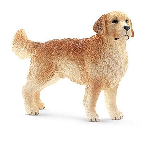 SHL16394 - Golden Retriever, mâle - 1