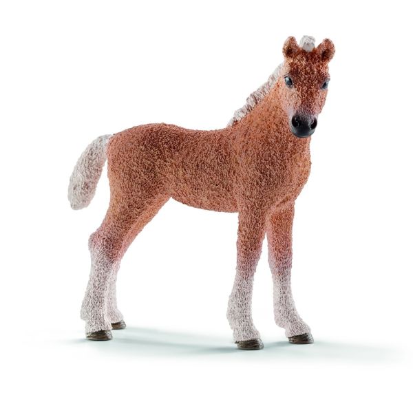 SHL13781 - Poulain Bashkir Curly - 1