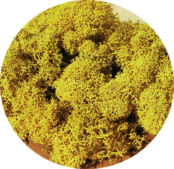 HEK3215 - Lichen jaune 30g - 1