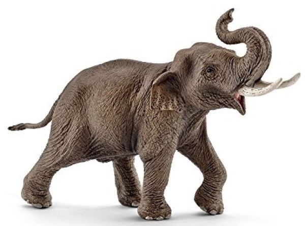 SHL14754 - Eléphant d'Asie - Mâle - 1