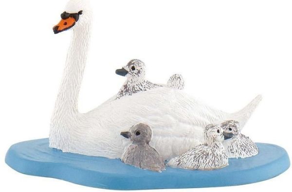 BUL62322 - Famille de Cygne - 1