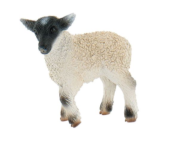 BUL62717 - Agneau - 1