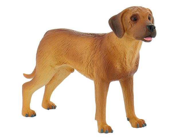 BUL65442 - Chien de Rhodesie - 1