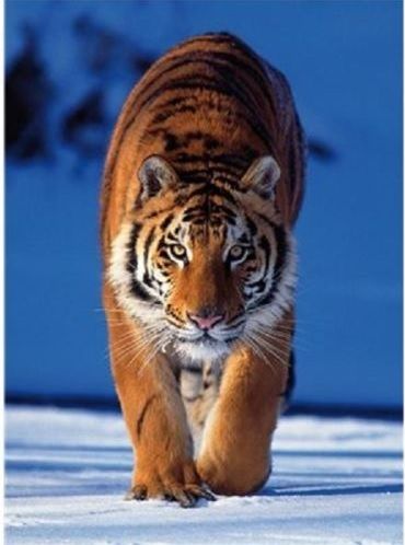 CLE21137 - Mini-Puzzle 260 Pièces Tigre 33.6 x 23.5cm - 1