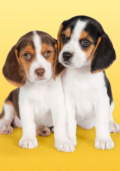 CLE21138 - Mini-Puzzle 260 Pièces My Puppies 33.6 x 23.5 cm - 1