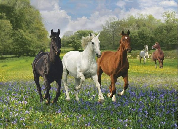 CLE39255 - Puzzle 1000 Pièces chevaux - 1