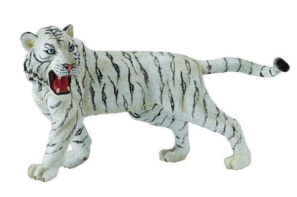 COLL88426 - Tigre Blanc - 1