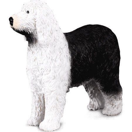 COLL88066 - Chien Bobtail - 1