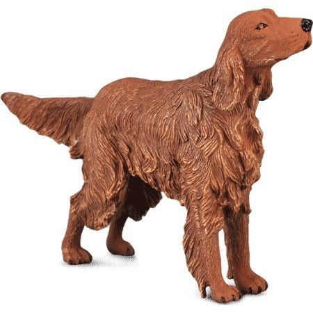 COLL88068 - Chien Setter Irlandais - 1