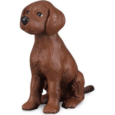 COLL88069 - Chiot Setter Irlandais - 1