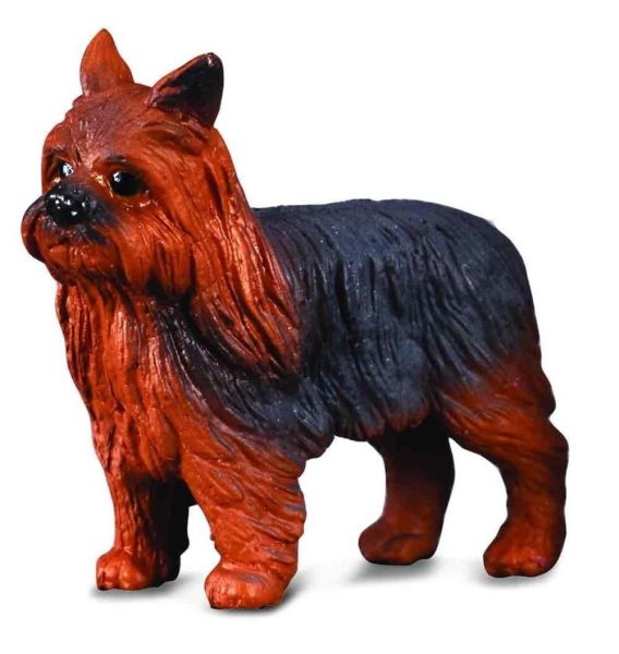 COLL88078 - Yorkshire Terrier - 1