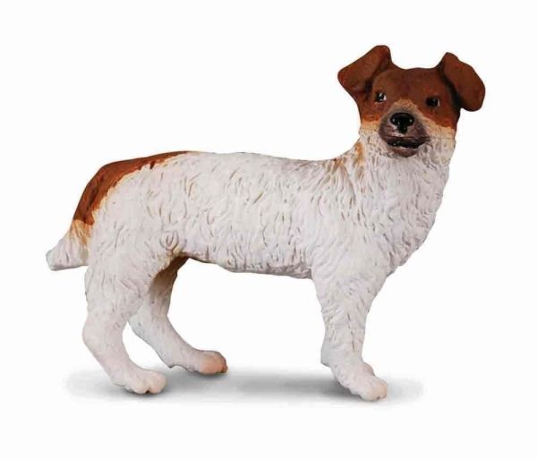 COLL88080 - Chien Jack Russell Terrier - 1