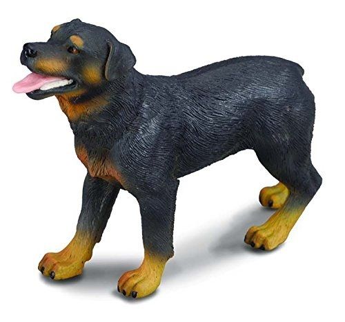 COLL88189 - Chien Rottweiler - 1