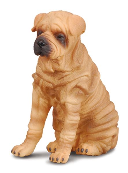 COLL88193 - Chien Sharpei - 1