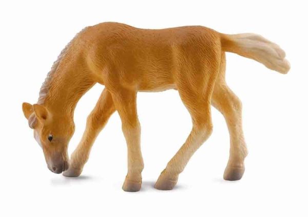 COLL88311 - Poulain Haflinger en pâture - 1